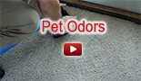 pet odors carpet cleaning - Accents In Cleaning