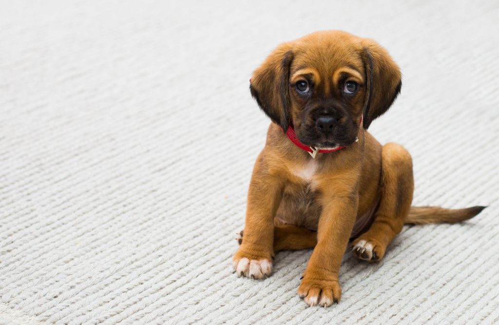 Pets And Carpets: Tips For Keeping Your Floors Fresh And Fur-Free