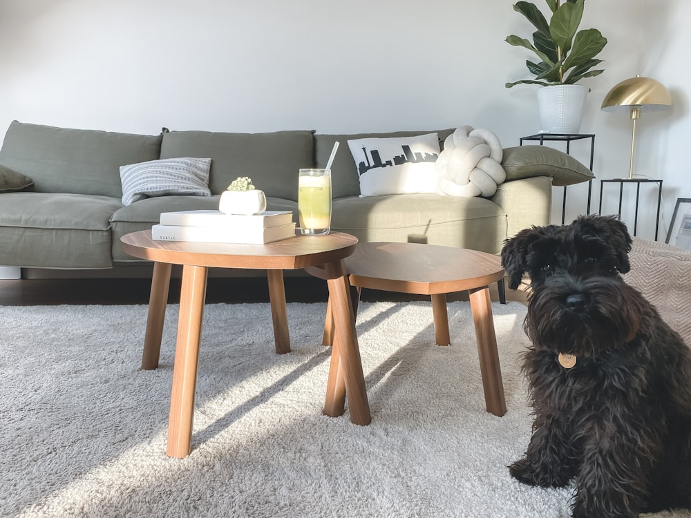 black long coated small dog on gray carpet - Carpet Cleaning Tips &amp; History: How To Care For Your Carpet Over The Years