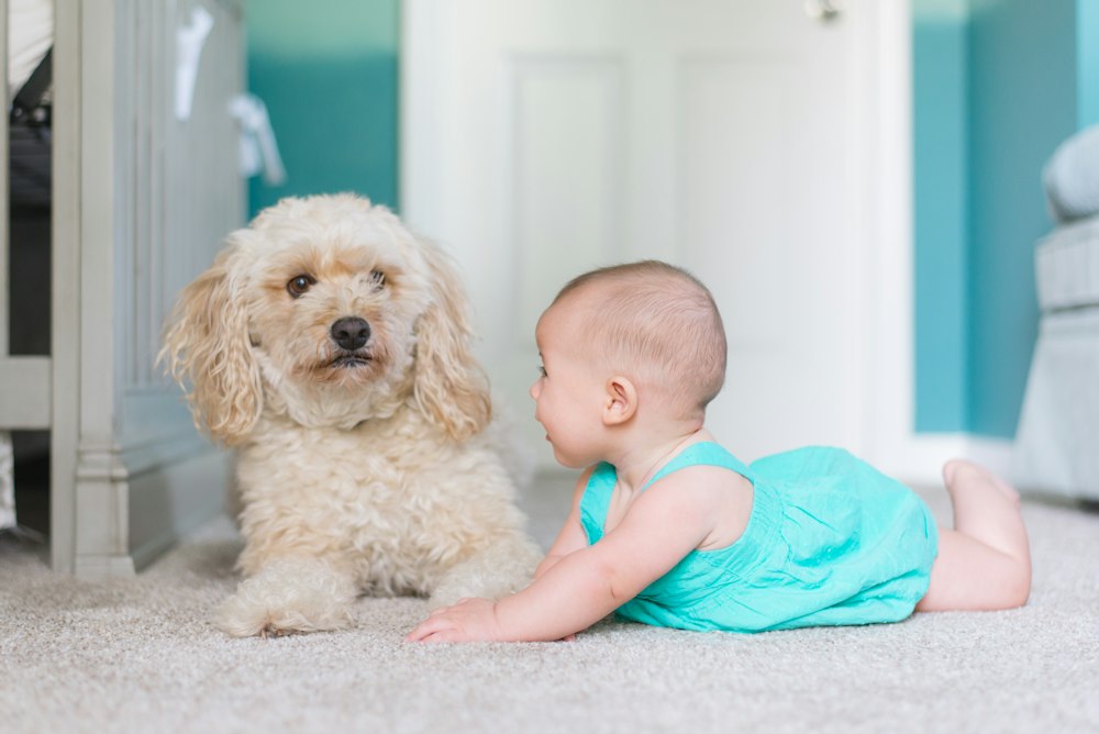 a child and a pet on a clean carpet - Top 5 Ways Professional Carpet Cleaners Can Help You Pass Your Move-Out Inspection